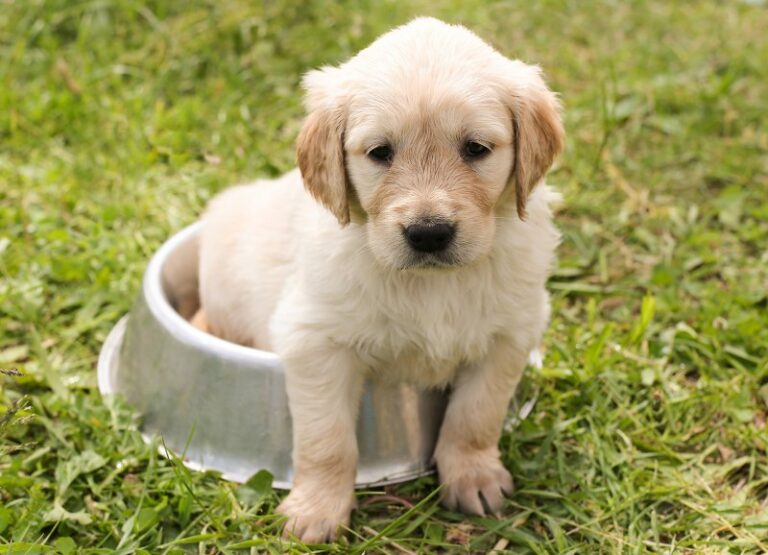 Sognare un cane che fa la cacca: il significato e i simboli nascosti