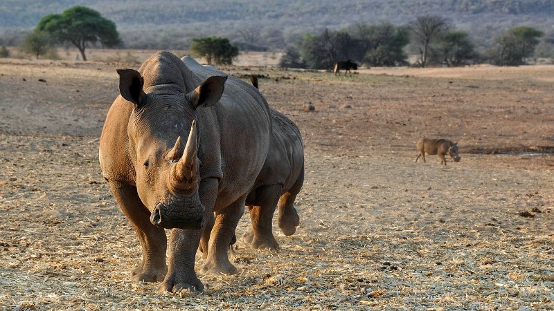 Animali che iniziano con la R: Tutti i Nomi