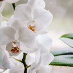 orchidea-foglie-gialle