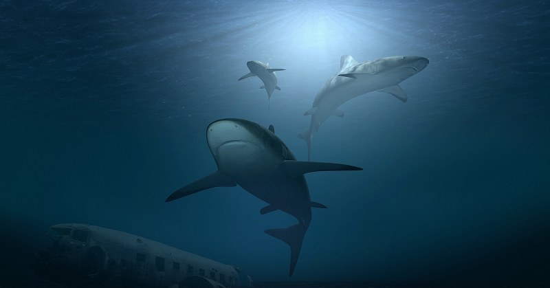 sognare-squali