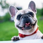 il-carattere-del-bulldog-francese