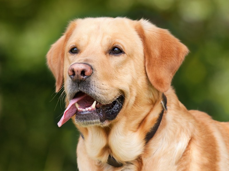 Respiro affannoso nel Cane: consigli per la salute dei nostri amici a quattro zampe