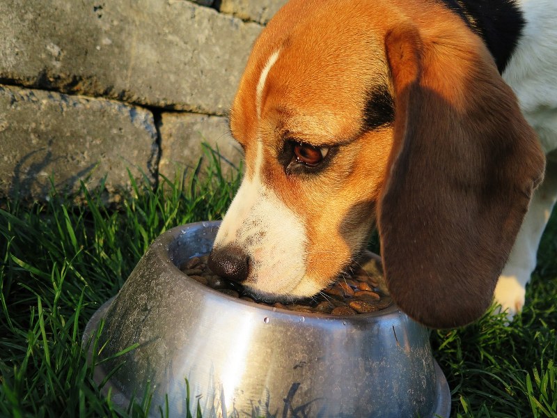 alimentazione-per-cani-con-dermatite