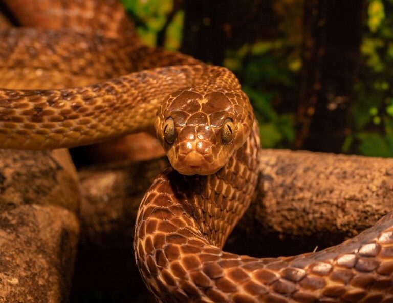 Vasuki Indicus: Il gigantesco serpente preistorico del gujarat